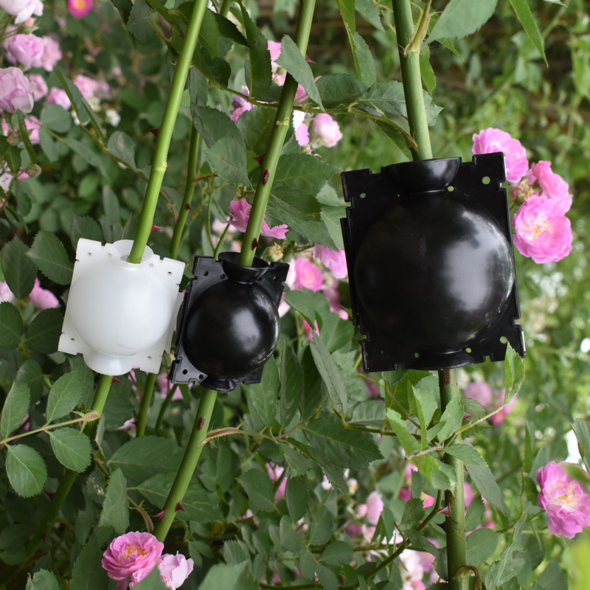 50% OFF--Plant Root Growing Box