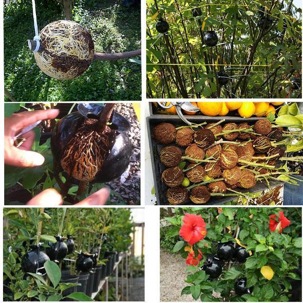 50% OFF--Plant Root Growing Box