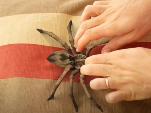 🔥BUY 1 GET 1 FREE🔥Lifelike Spider